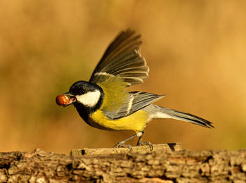 Close-up of bird perching on rock