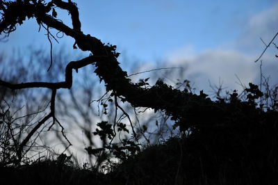 Low angle view of silhouette tree against sky