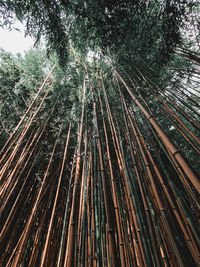 Low angle view of bamboo trees in forest