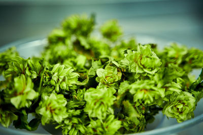 Close-up of fresh green plants