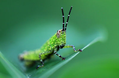 Close-up of grasshopper on leaf