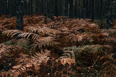 Close-up of tree trunk in forest