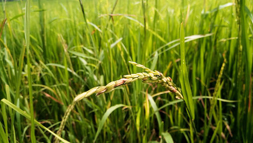 Close-up of wheat growing on field