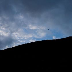 Low angle view of bird flying in sky