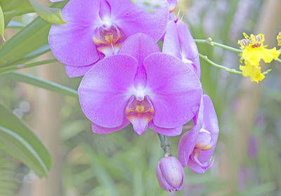 Close-up of pink orchids