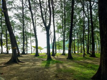 Trees in forest