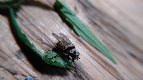 Close-up of grasshopper on wood