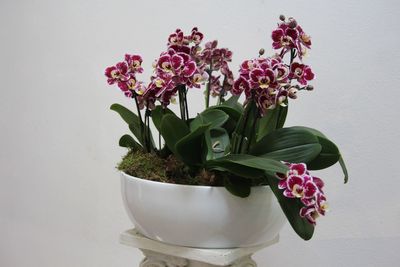 Close-up of flowers in pot