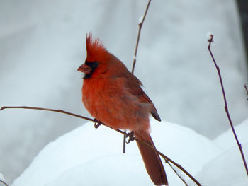 Close-up of bird perching on snow