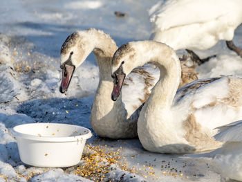 Close-up of swan in water