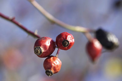 Close-up of red berries growing on tree