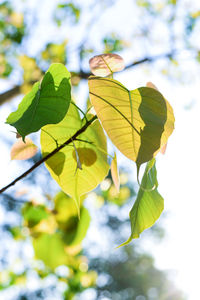 Close-up of leaves on plant