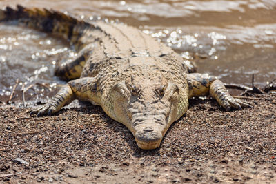 Close-up portrait of relaxing on land