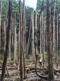 View of bamboo trees in forest