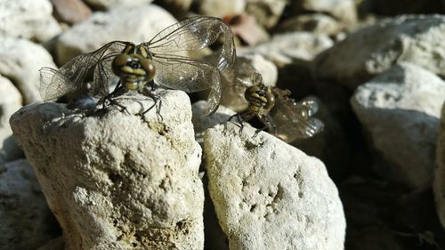 Close-up of insect on rock