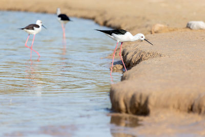 Black-winged stilt at the lake in dubai