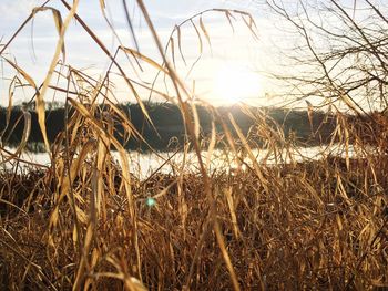 Close-up of wheat growing on field against sky during sunset