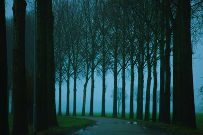 Walkway amidst trees in forest