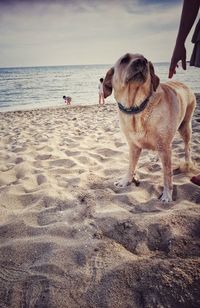 Dog on beach