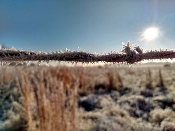 Close-up of snow covered plants against sky