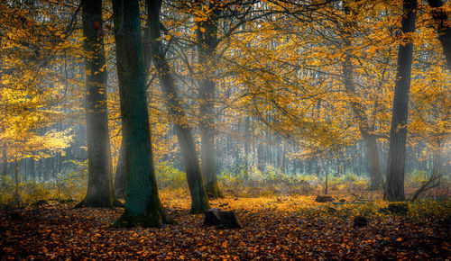 Trees in forest against sky