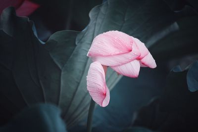 Close-up of pink water lily