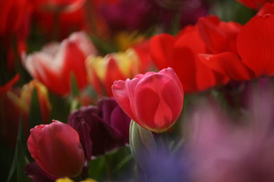 Close-up of pink tulips