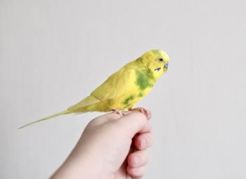 Cropped hand holding bird