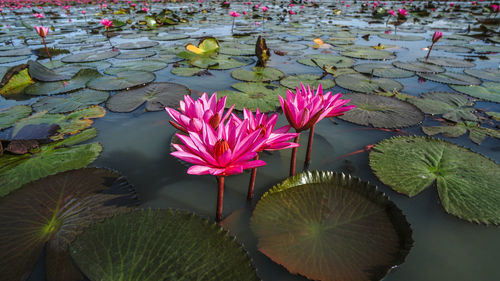 Close-up of pink lotus water lily in lake