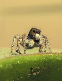 Close-up of spider