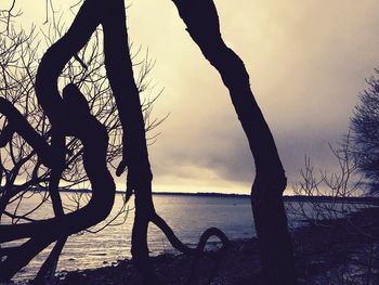 Silhouette man by tree against sea during sunset