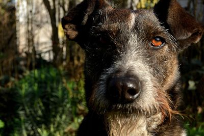 Close-up portrait of a dog