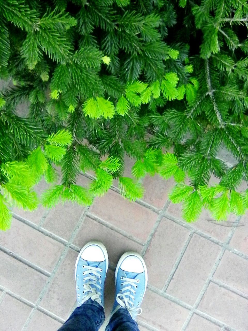 low section, shoe, human leg, high angle view, real people, one person, standing, footpath, green color, plant, day, jeans, personal perspective, outdoors, growth, human body part, street, trousers, leaf, men, lifestyles, nature, close-up, people