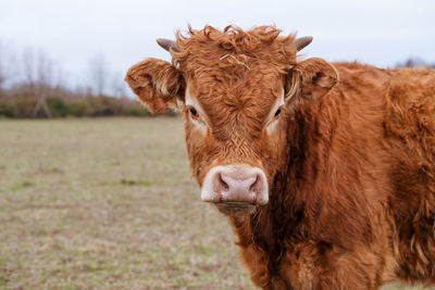 Cow in a field