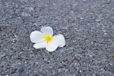 High angle view of white flowering plant