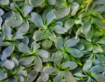 Full frame shot of plants