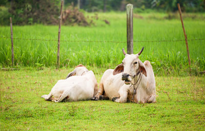 View of a dog relaxing on field