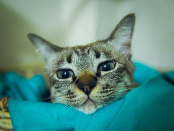 Close-up portrait of cat