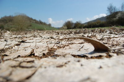 Surface level of dry land against sky