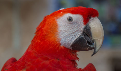 Close-up of a parrot