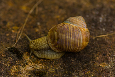 Close-up of snail on leaf