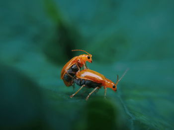 Close-up of insect on leaf