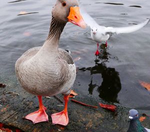 Close-up of swans swimming on lake