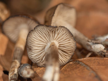 Close-up of mushrooms growing on field