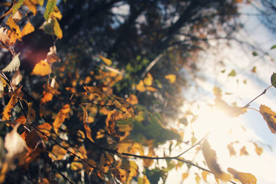 Close-up of tree in forest during autumn