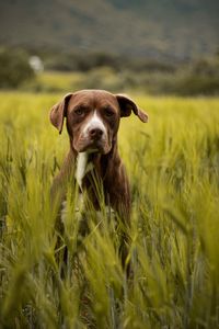 Portrait of dog at field
