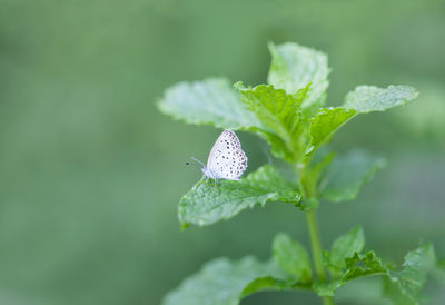 Close-up of butterfly on leaf