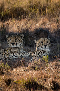 Portrait of cheetahs lying on field