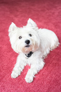 Cute west highland white terrier on red carpeted floor