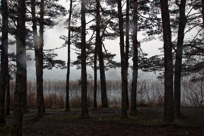 Trees in forest